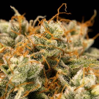 Samen 3x Medusa F1 Automatik Royalqueenseeds